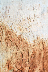 Eucalyptus tree bark texture, Bark of eucalyptus tree, seamless texture, a eucalyptus tree bark texture background image