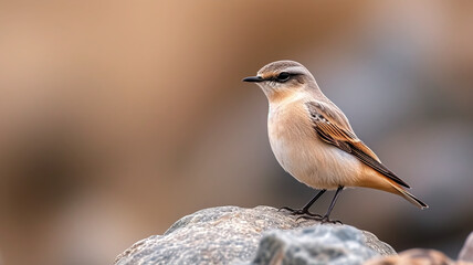Close-up shot of Northern Wheatear bird with a blurred background.