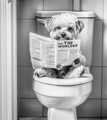 Intelligent dog reading newspaper while sitting on toilet in black and white photo