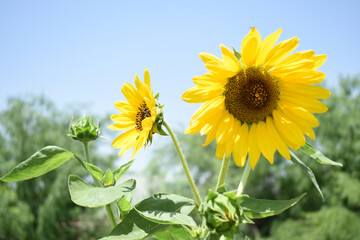 Closeup of a sunflower growing in a field of sunflowers during a nice sunny summer day, Sunflower natural background. flower blooming, Beautiful field of blooming sunflowers, Chakwal, Punjab, Pakistan