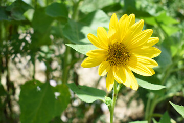 Closeup of a sunflower growing in a field of sunflowers during a nice sunny summer day, Sunflower natural background. flower blooming, Beautiful field of blooming sunflowers, Chakwal, Punjab, Pakistan