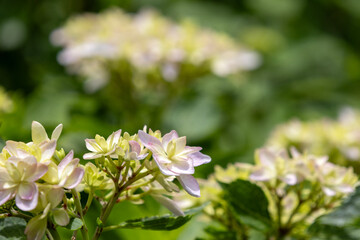 Hydrangea in Japanese Temple, Kamakura