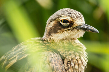 The bush stone-curlew or bush thick-knee is a large, ground-dwelling bird endemic to Australia.