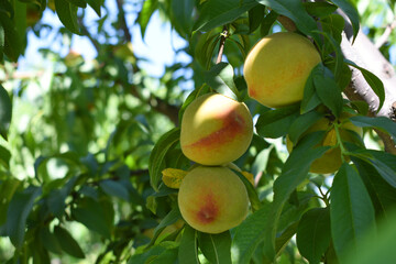 Fresh young unripe Peach fruits on a tree branch with leaves closeup, A bunch of unripe Peaches on a branch, beautiful delicious fruit peaches on the tree, peach fruits grow on a peach tree branch