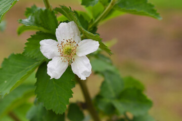 Blackberry flowers in the garden, Beautiful in spring bloom garden. Blackberry bush with white flowers, Blossoming blackberry bush and bee, sunny spring day, Chakwal, Punjab, Pakistan