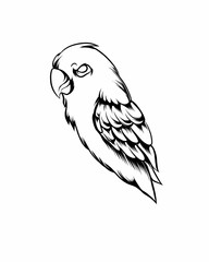 black and white parrot