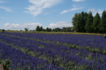 日本の広島にある世羅高原のラベンダー