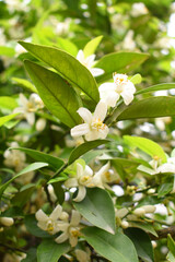 White little flower on orange tree, Blossoming orange tree flowers, closeup of Orange tree branches with white flowers, buds and leaves, Chakwal, Punjab, Pakistan
