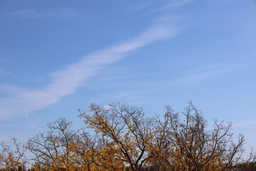 final days of autumn colors under blue skies