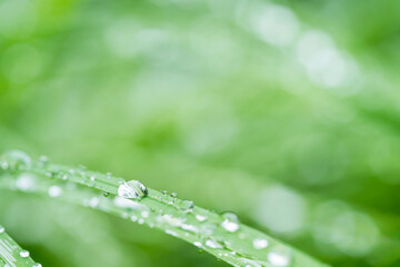 雨の水滴がついた木の葉　梅雨イメージ