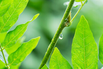 雨の水滴がついた木の葉　梅雨イメージ