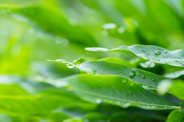 雨の水滴がついた木の葉　梅雨イメージ