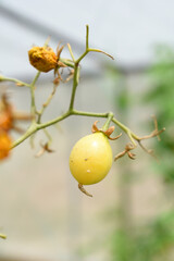 yellow cherry tomatoes on plant, Beautiful yellow ripe tomatoes grown in a greenhouse. Close up yellow cherry tomato growing in field plant agriculture farm, tomatoe, Chakwal, Punjab, Pakistan