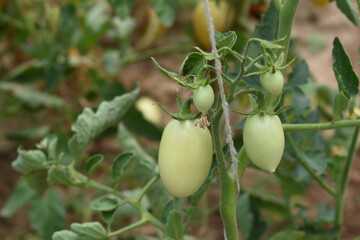 green unripe Tomato, Green tomatoes plantation. Organic farming, young unripe tomato plant growth in greenhouse, Fresh green unripe tomatoes growing in the garden, Vegetable plantation with tomatoes
