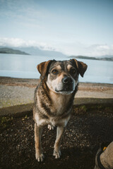 perrito sure&ntilde;o