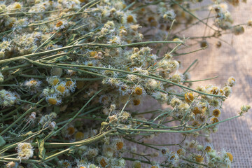 Dried chamomile flowers on jute fabric, a close-up view of dried flowers with long green stems and yellow blossoms