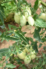 green unripe Tomato, Green tomatoes plantation. Organic farming, young unripe tomato plant growth in greenhouse, Fresh green unripe tomatoes growing in the garden, Vegetable plantation with tomatoes