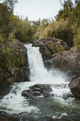Alerce Andino Puerto Montt Chile