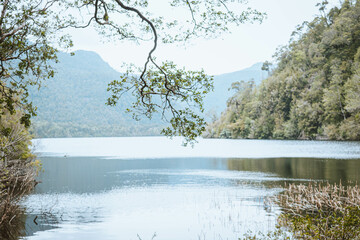 Alerce Andino Puerto Montt Chile