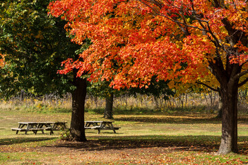 Fall foliage in Mont-Saint-Bruno National Park ( Parc national du Mont-Saint-Bruno ), maples turn red, yellow and orange in autumn. Saint-Bruno-de-Montarville, Quebec, Canada.