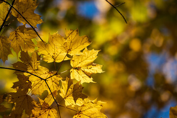Yellow, orange and red autumn leaves on a tree branch in the autumn forest. Natural background, shallow depth of field.