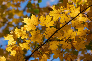Yellow, orange and red autumn leaves on a tree branch in the autumn forest. Natural background,...