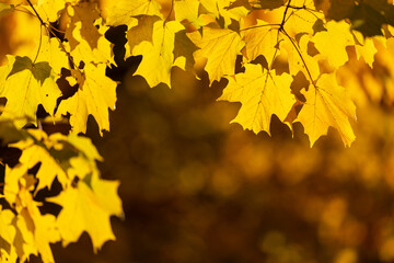 Yellow, orange and red autumn leaves on a tree branch in the autumn forest. Natural background, shallow depth of field.