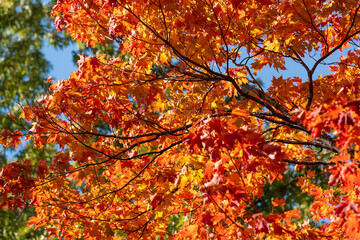 Yellow, orange and red autumn leaves on a tree branch in the autumn forest. Natural background, shallow depth of field.