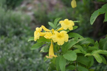 Yellow trumpetbush (Tecoma stans) Called Yellow bell or Yellow Elder Flower, trumpet flower, Beautiful bunch of yellow flowers closeup with green leaves Background, tecoma stans