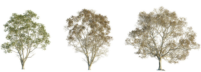 Zelkova serrata tree 4k png cutout