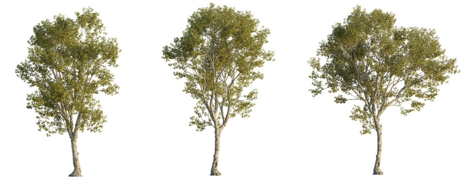  Morus alba tree 4k png cutout
