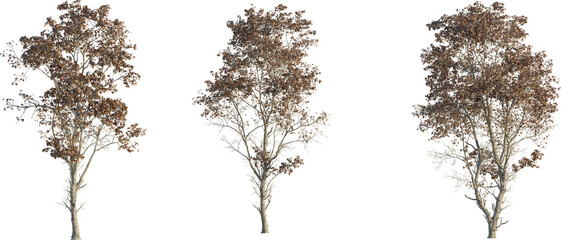 Acer ukurunduense tree 4k png cutout