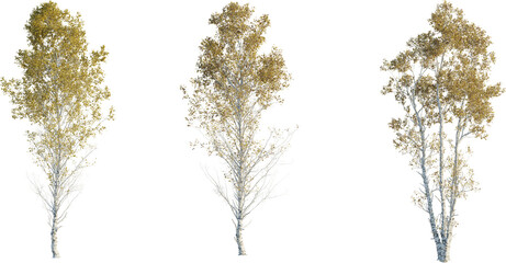 Betula ermanii tree 4k png cutout