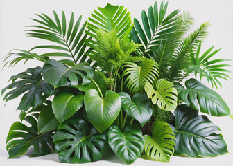 Vibrant green leaves of various tropical plants, including Monstera, palm, fern, and rubber plant, beautifully arranged indoors against a pure white isolated background.