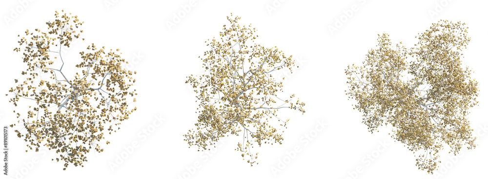 Poster Toxicodendron vernicifluum tree plan top view 4k png cutout