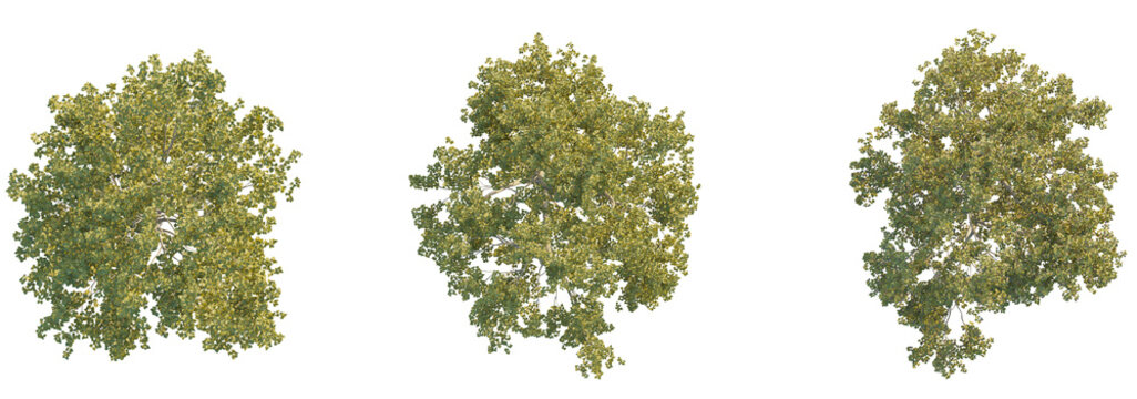 Morus alba tree plan top view 4k png cutout