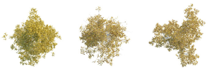  Betula ermanii tree plan top view 4k png cutout © DH Tree Stock