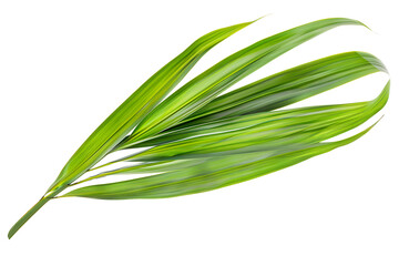 Pandanus Leaf, isolated on white background