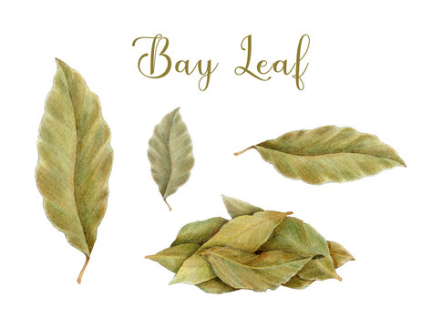 Bay leaf pile, single leaf element painted illustration set. Hand drawn vintage style dry bay leaves natural spice condiment for cooking and seasoning isolated on white background