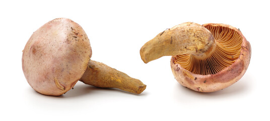 boletus mushrooms on white background