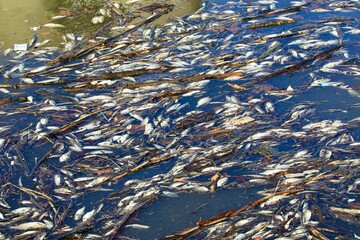Dead fish