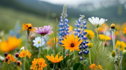 Fototapeta premium sunlit meadow with a variety of vividly colored wildflowers