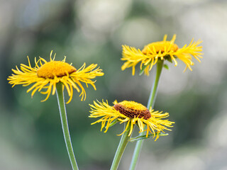 Yellow flowers in a garden