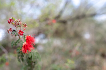 Selective focus on Bloom of a Pink Fairy Duster flower with blurred background.
