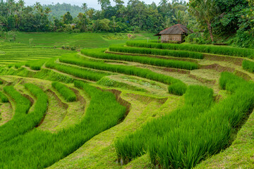 Beautiful green and yellow rice terraces in Pupuan Bali Indonesia