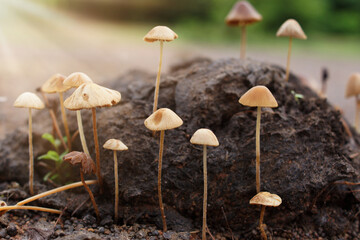 Conocybe mushrooms growing among buffalo dung. Shallow depth of field, close-up, backlit sunlight.