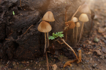 Conocybe mushrooms growing among buffalo dung. Shallow depth of field, close-up, backlit sunlight.