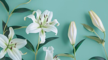 Fototapeta premium White Lilies on Turquoise Background