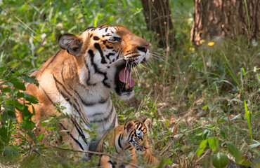 Bengal tiger with her cub in the bushes of Bannerghatta wildlife reserve near Bangalore, India