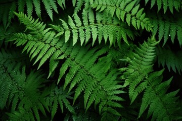 Fototapeta premium Fern full frame plant leaf backgrounds.